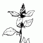 LAFKON_080115--Amarantus_silvestris