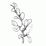 LAFKON_080115--Prunus_spinosa
